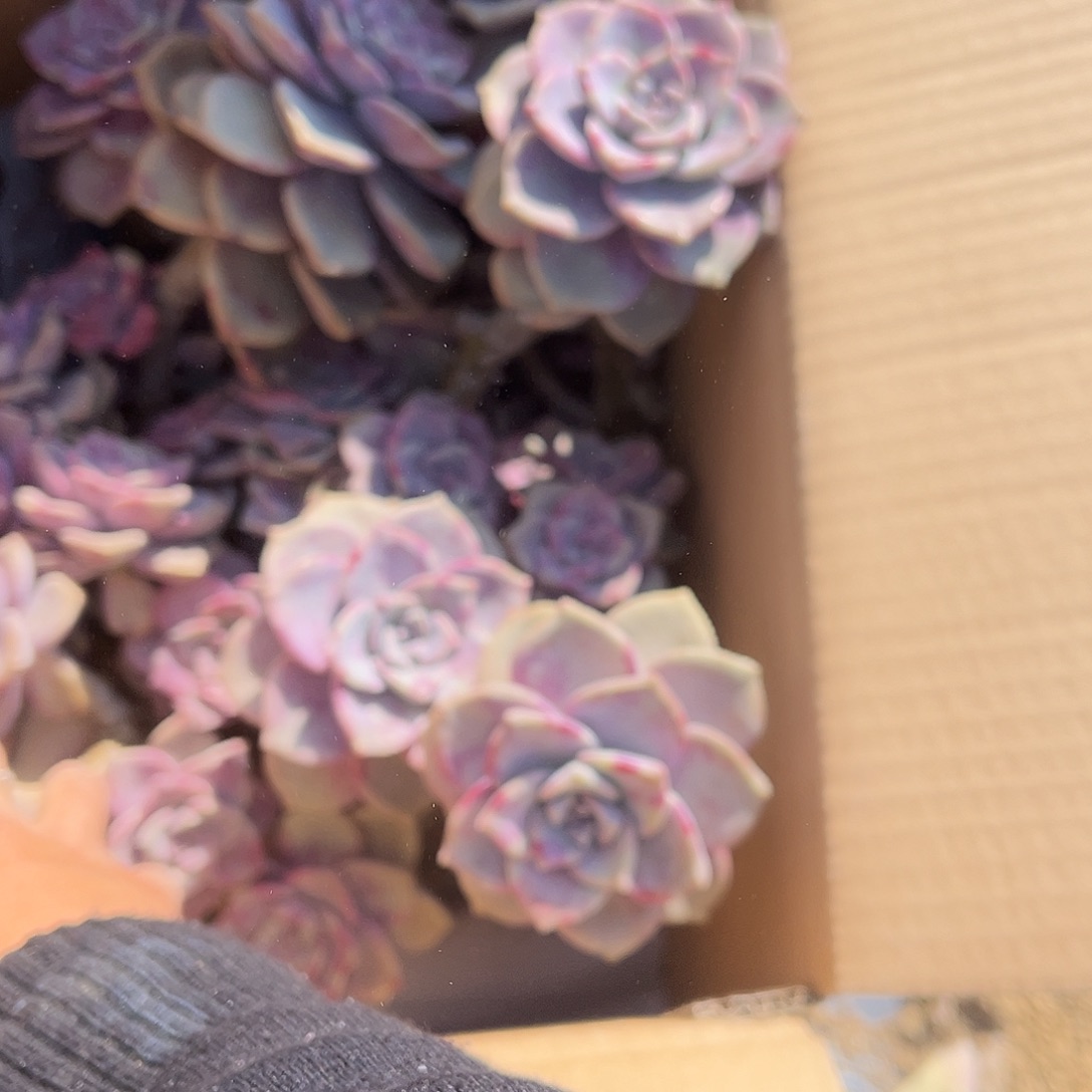 楠***南2号紫乐断枝断头不售后