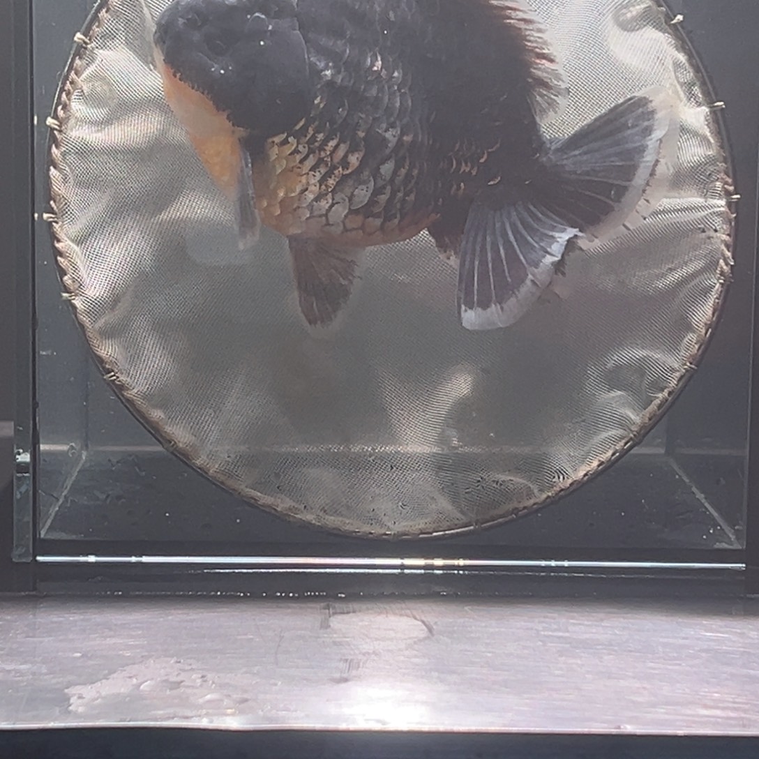 金鱼023。9955889999