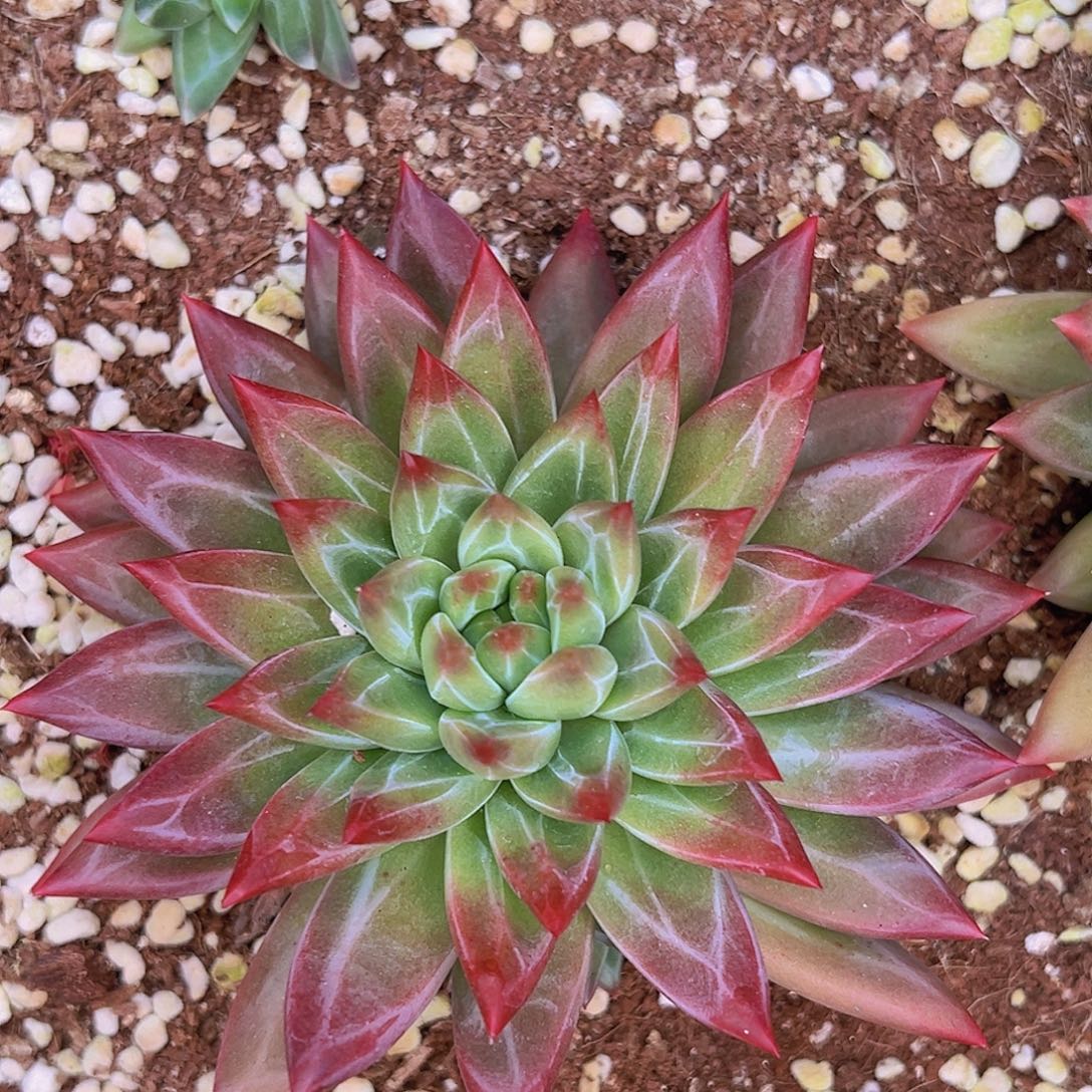 美肉66666666666666