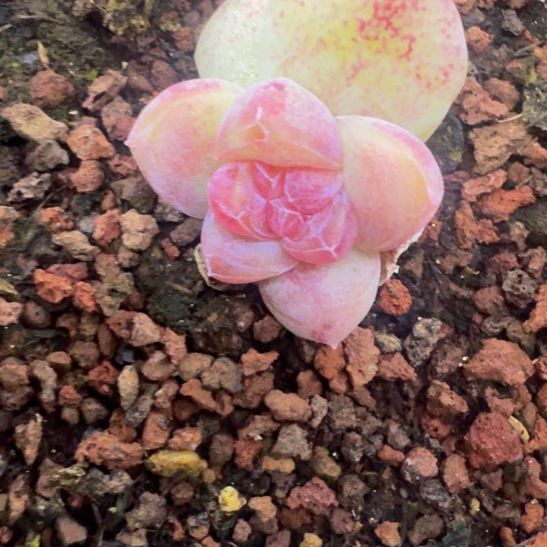 菓***甜哈哈哈哈哈哈哈哈