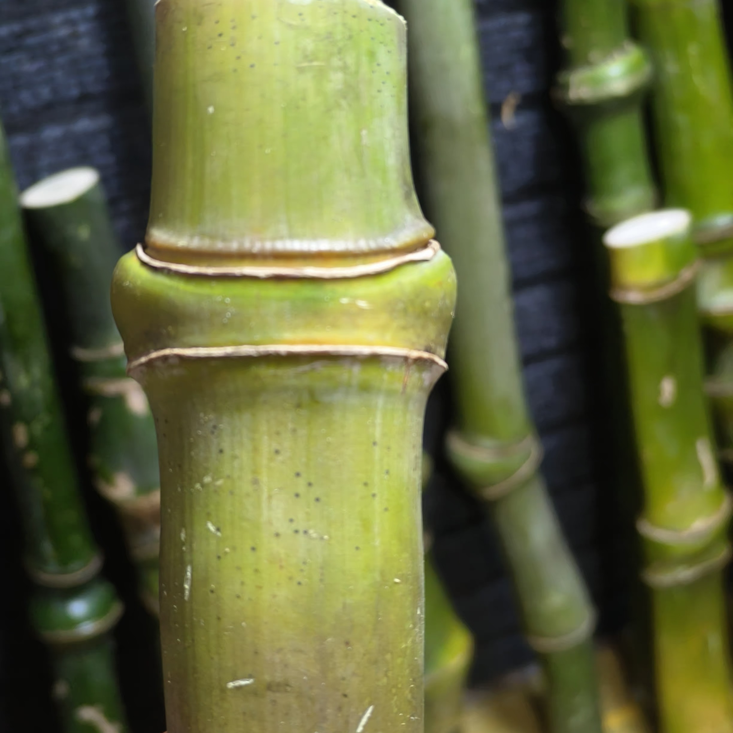 竹子竹子竹子竹子