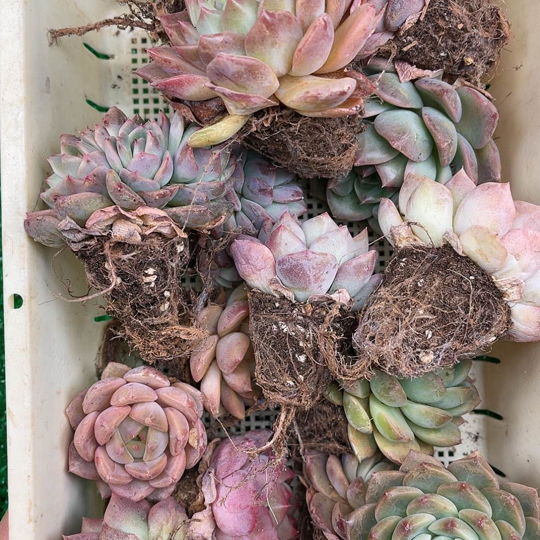 多肉一物一拍22-91