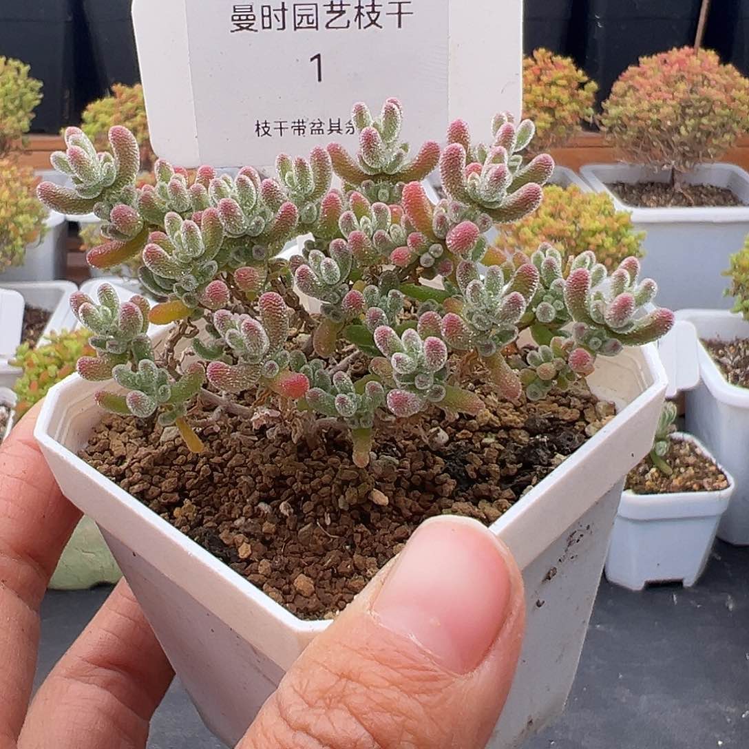 1号冰晶12.7多肉