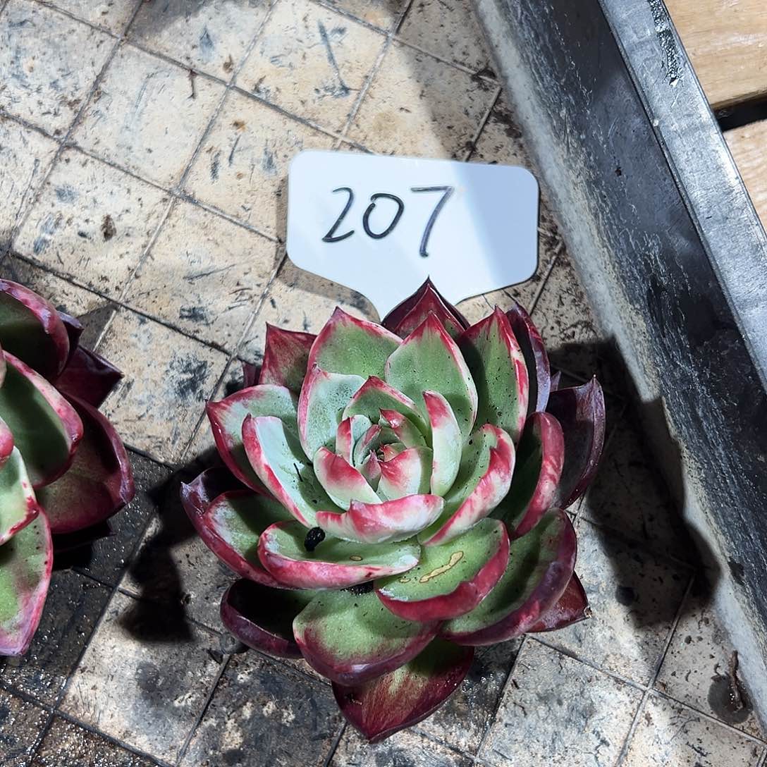 冰***️惊鸿仙子一物一拍207号