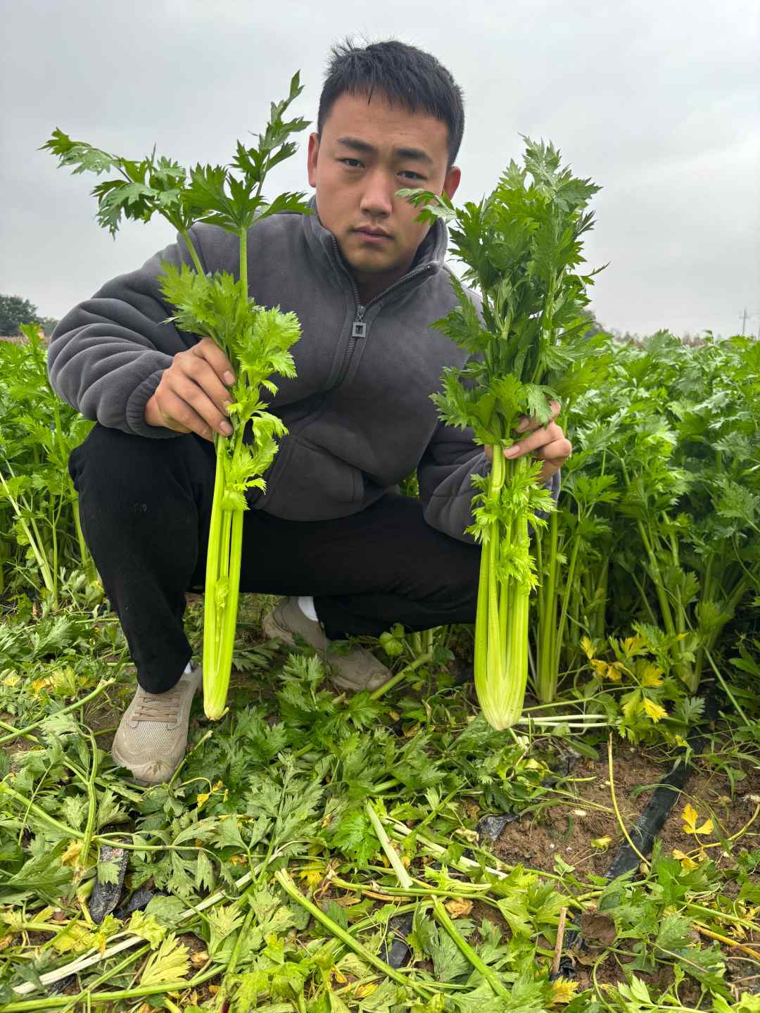 新鲜带叶西芹，可榨汁西芹，当天采摘当天发货