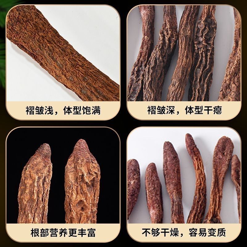  金阳锁 锁阳整根 整个 金锁锁