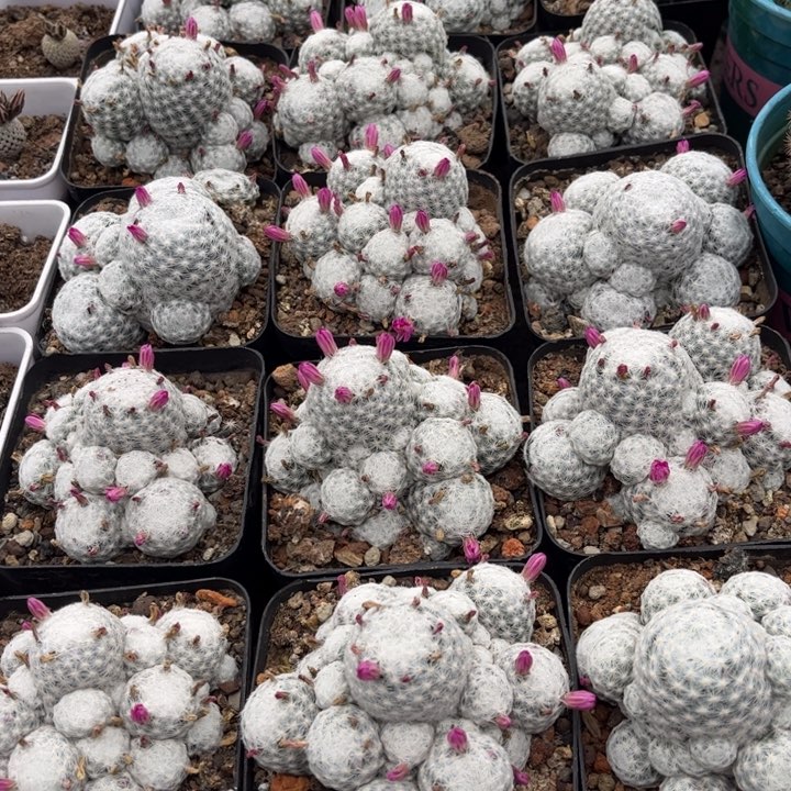 群生春星好养皮实