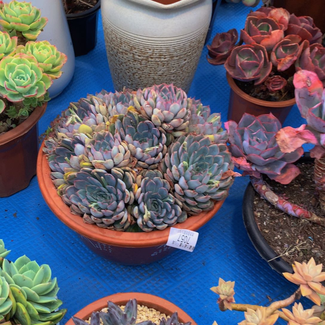 ?***?7057菲哦娜多肉