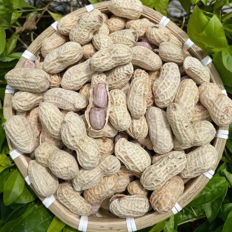 罗浮农家当季水煮花生