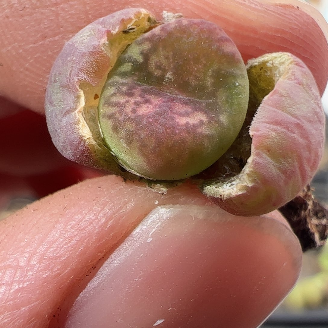 0000755 一物一拍……