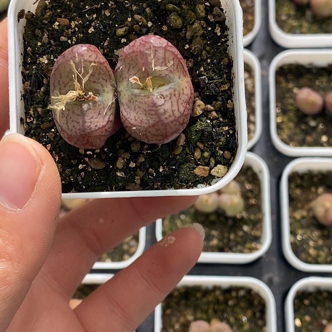 U*m202-15-杂交脱土。    