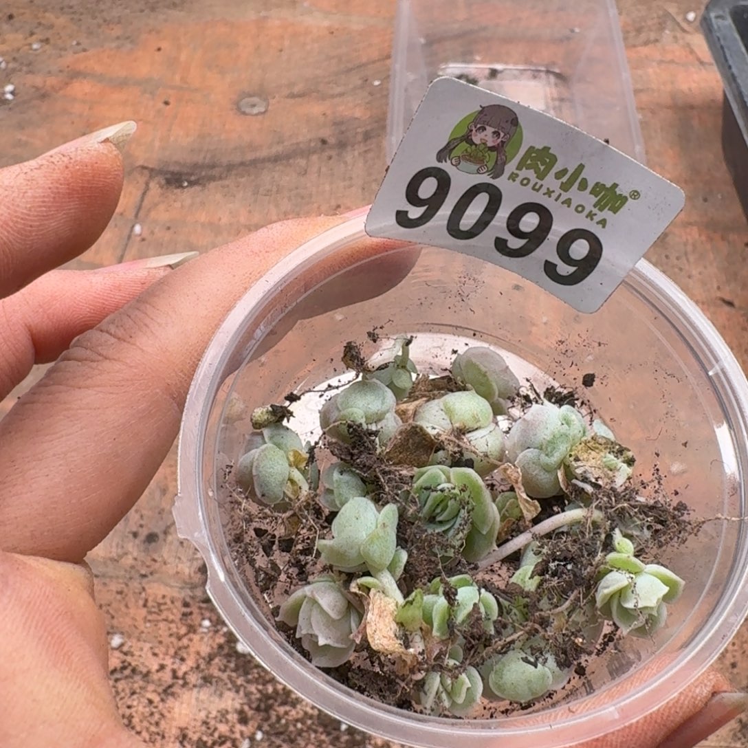 蓝***️多肉植物多肉植物