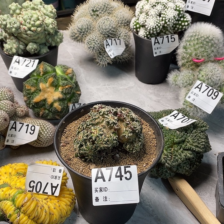 完全开放745姬牡丹一个