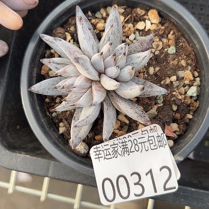 幸运的是你还没到家呢