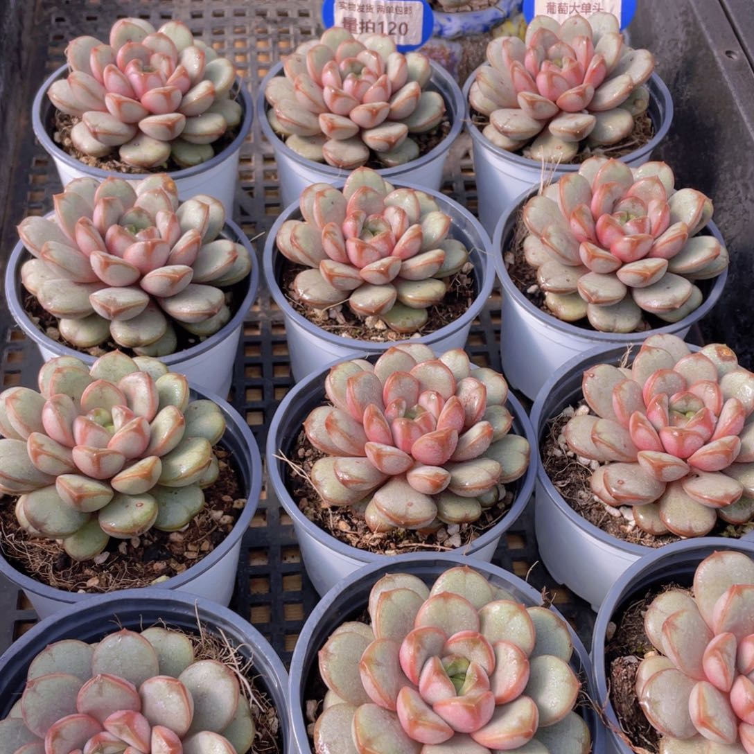 量拍120号 葡萄大单头一个