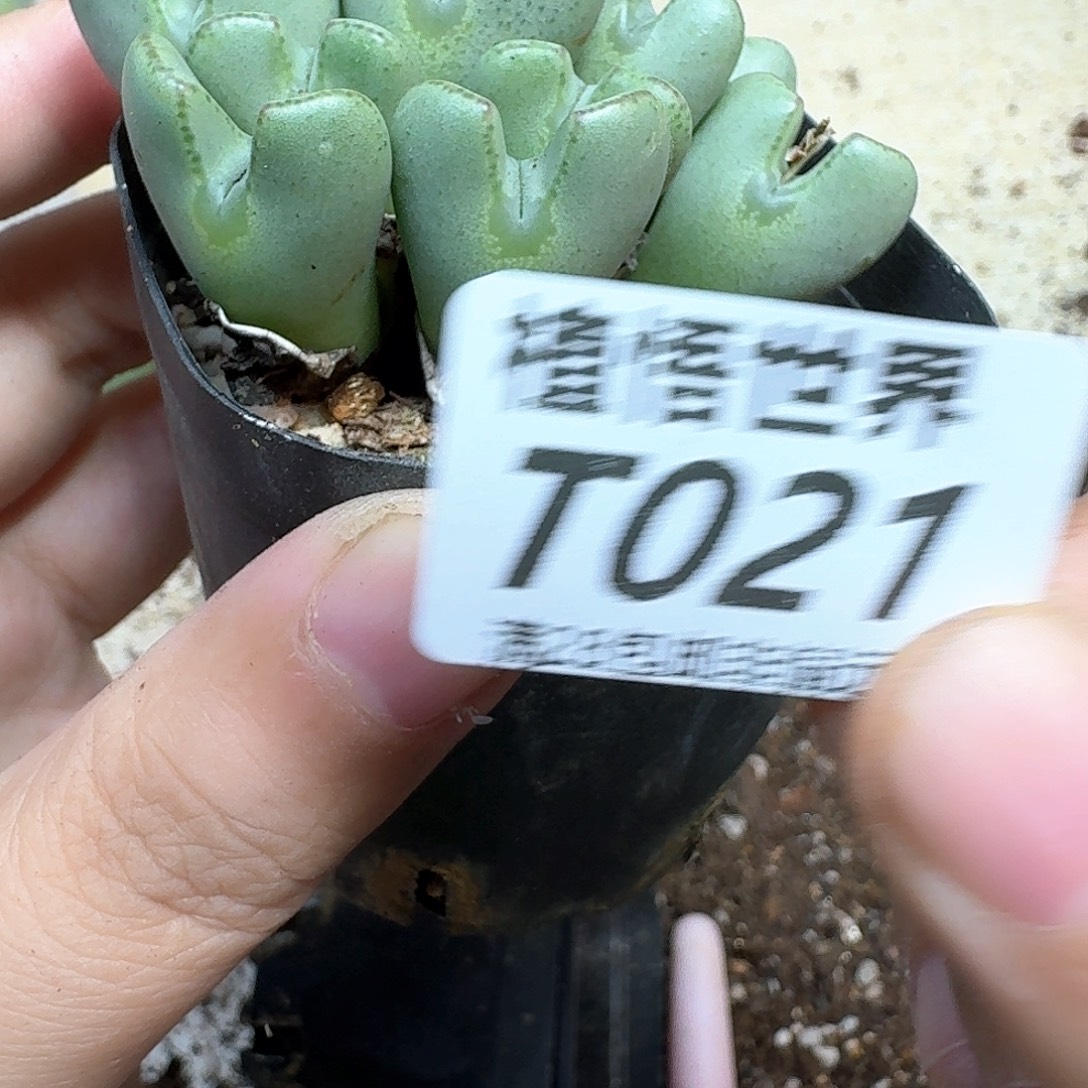 多肉植物的润泽egb