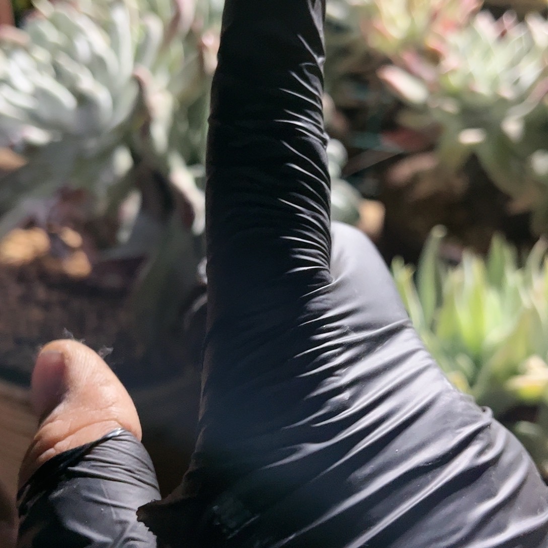 y****】止血钳运费仙女杯多肉