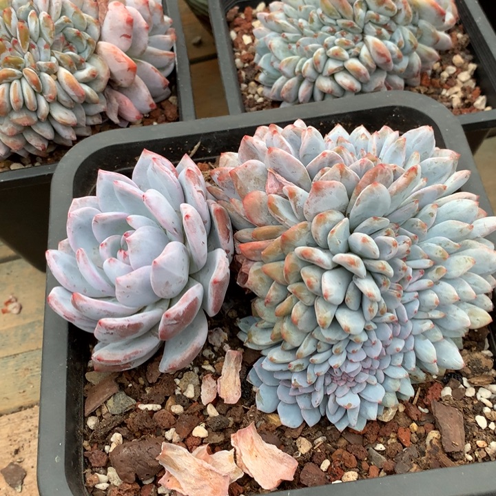 多肉植物雪天使缀化晴天