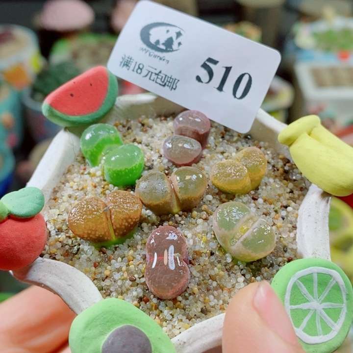 生石花花花花花花花510