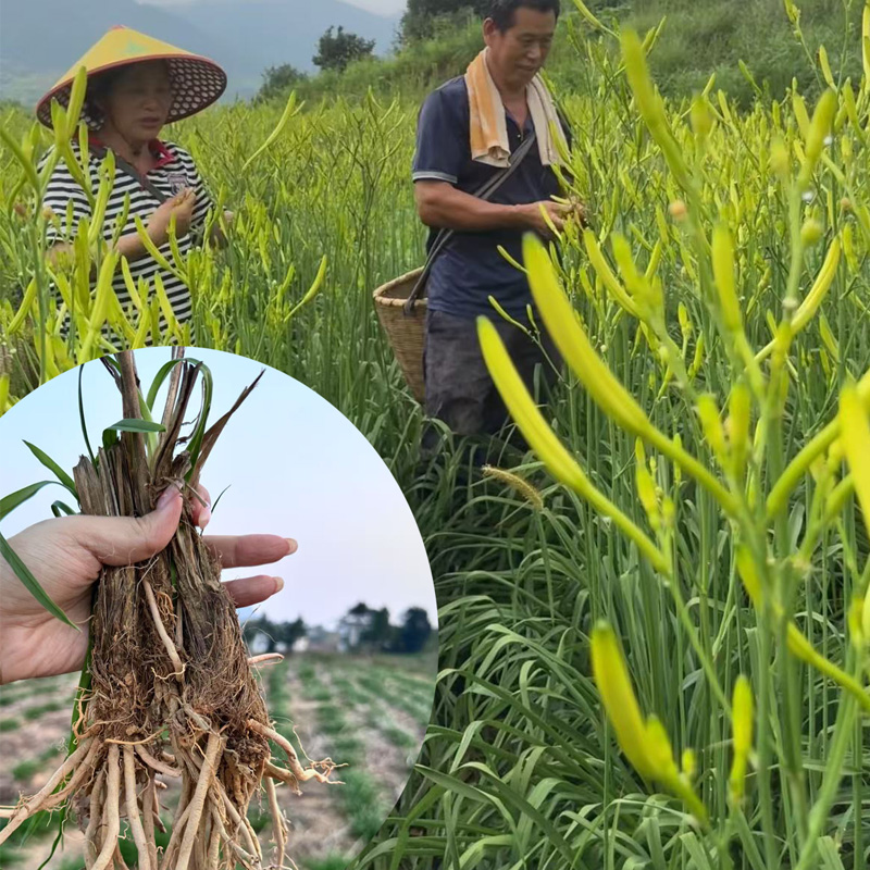 农家优质黄花菜种苗金针菜新鲜蔬菜四季可种高产包活