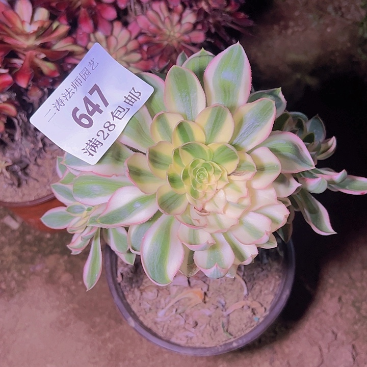 647青莲多肉植物老桩