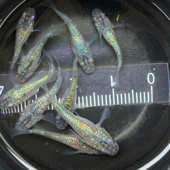 青鳉鱼短体蓝宝石4号