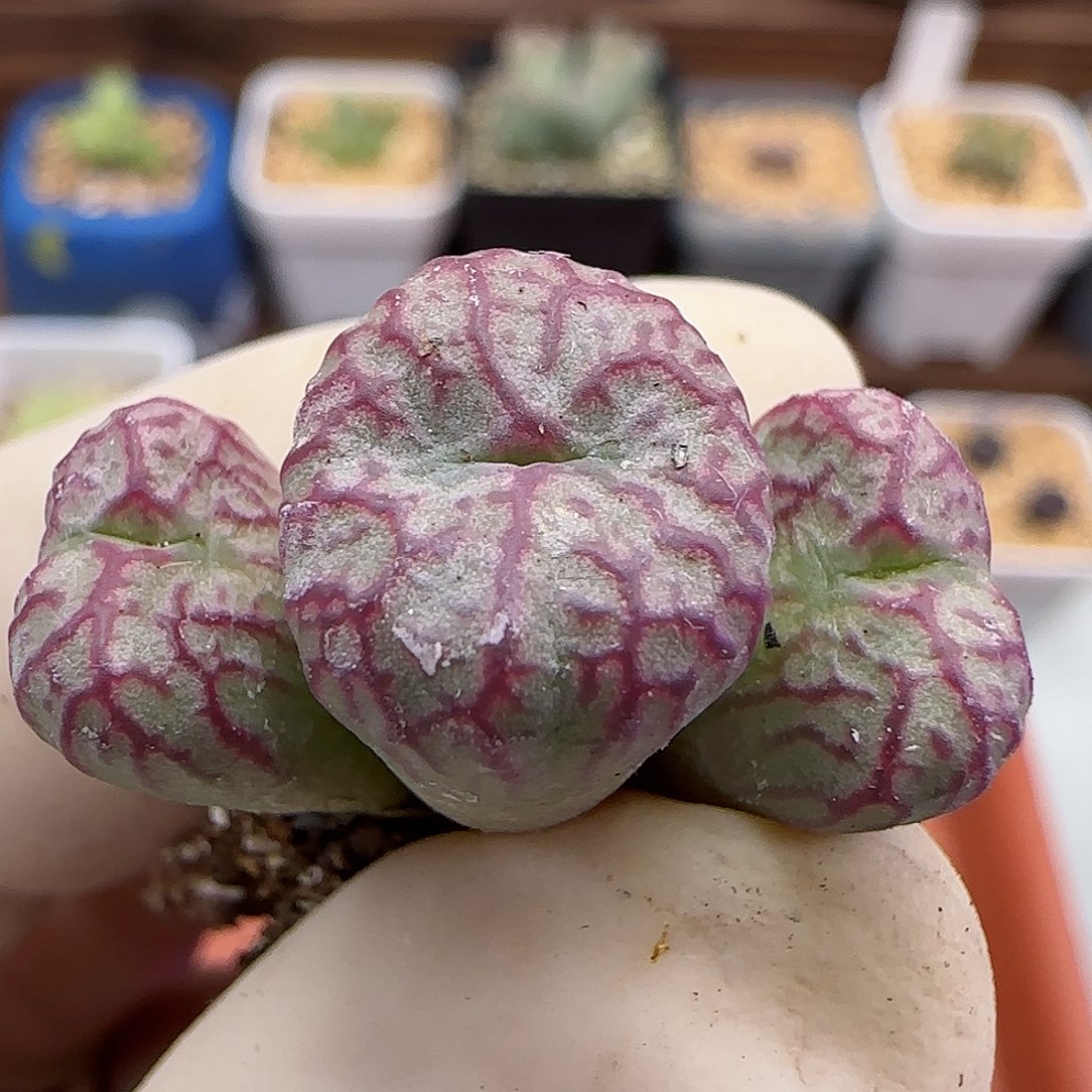 402编号1417.62福利