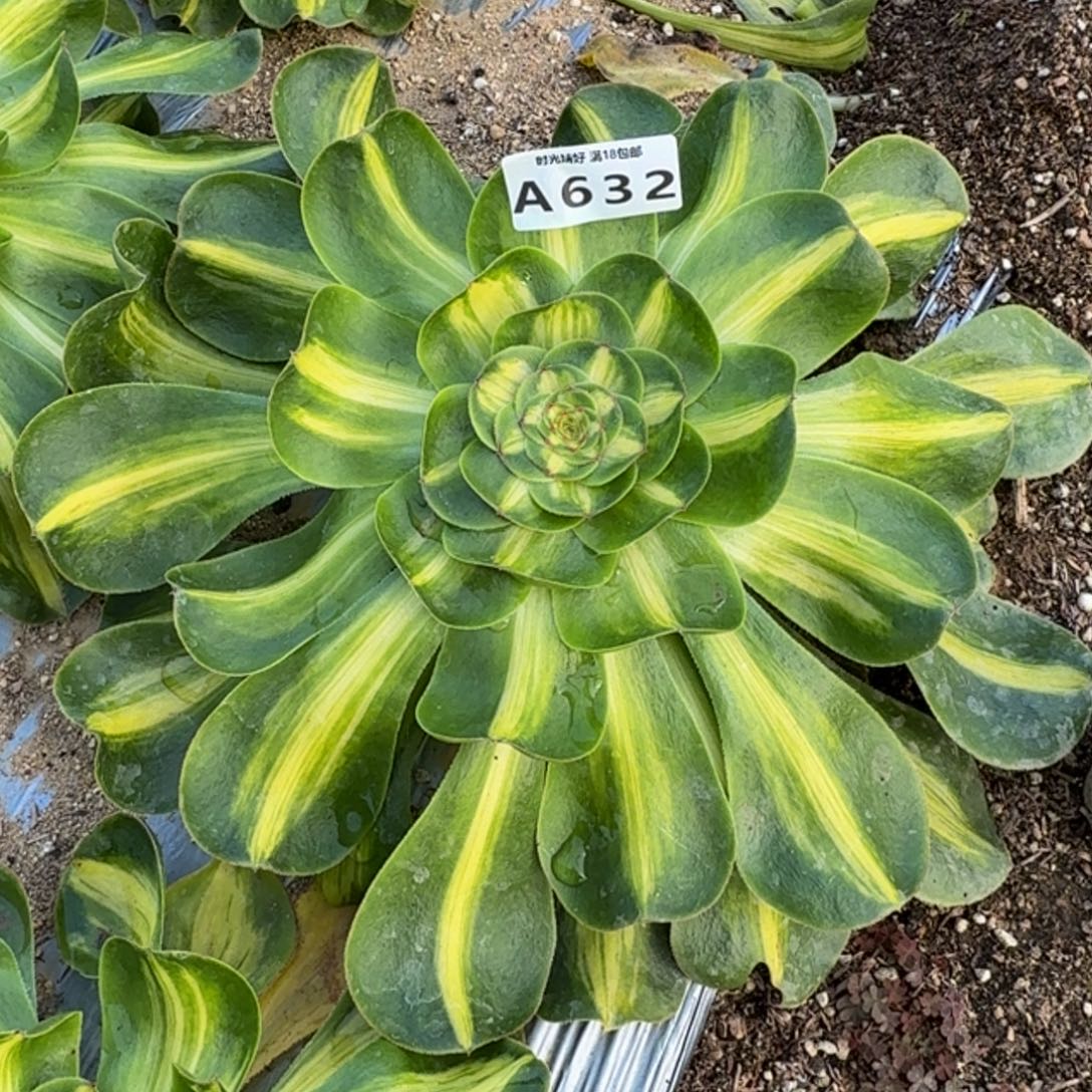 632暴君。多肉植物