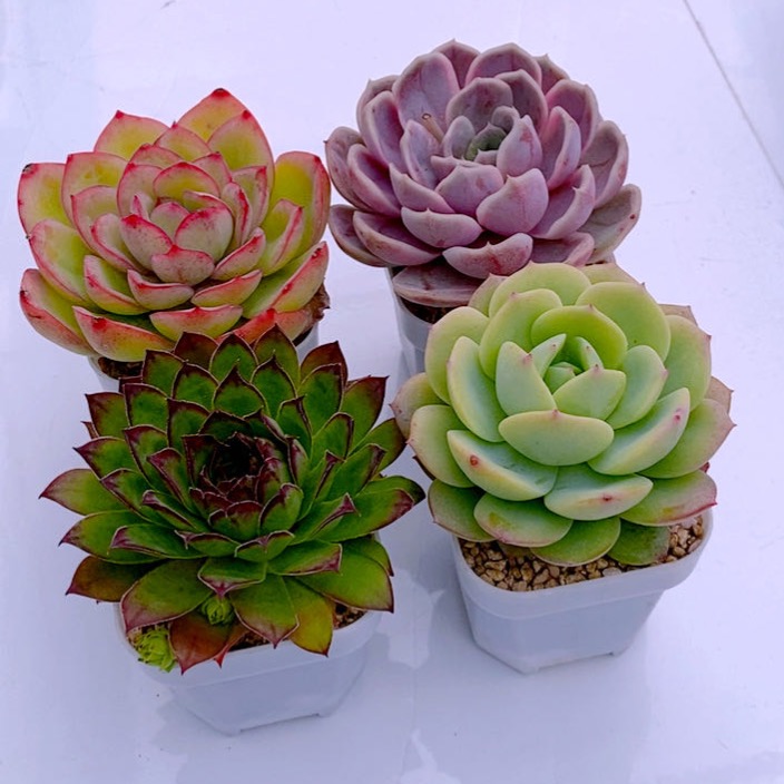 多肉植物恋曲晨露蓝色惊喜观音莲送盆土