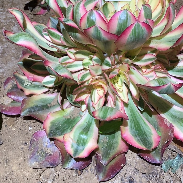 多肉植物法师717爱丽丝