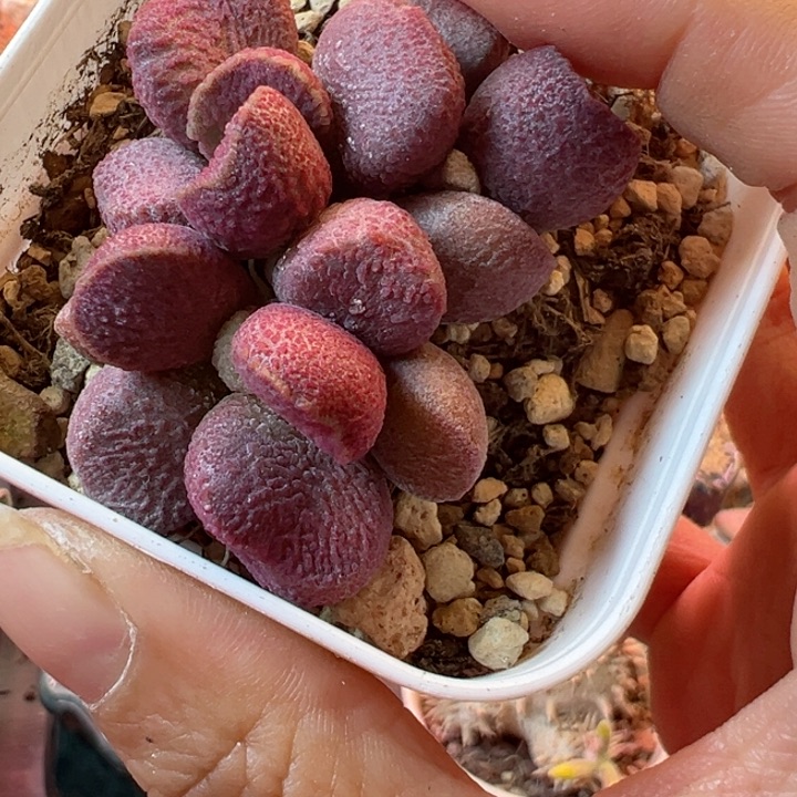 十*点可以说是我的最爱了