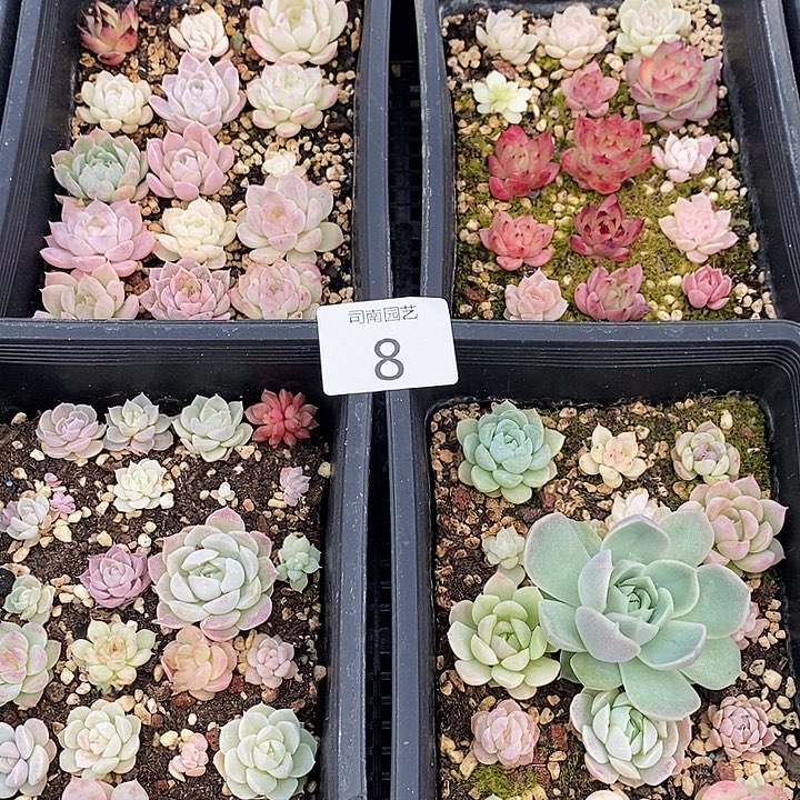 8 多肉植物盆栽花卉
