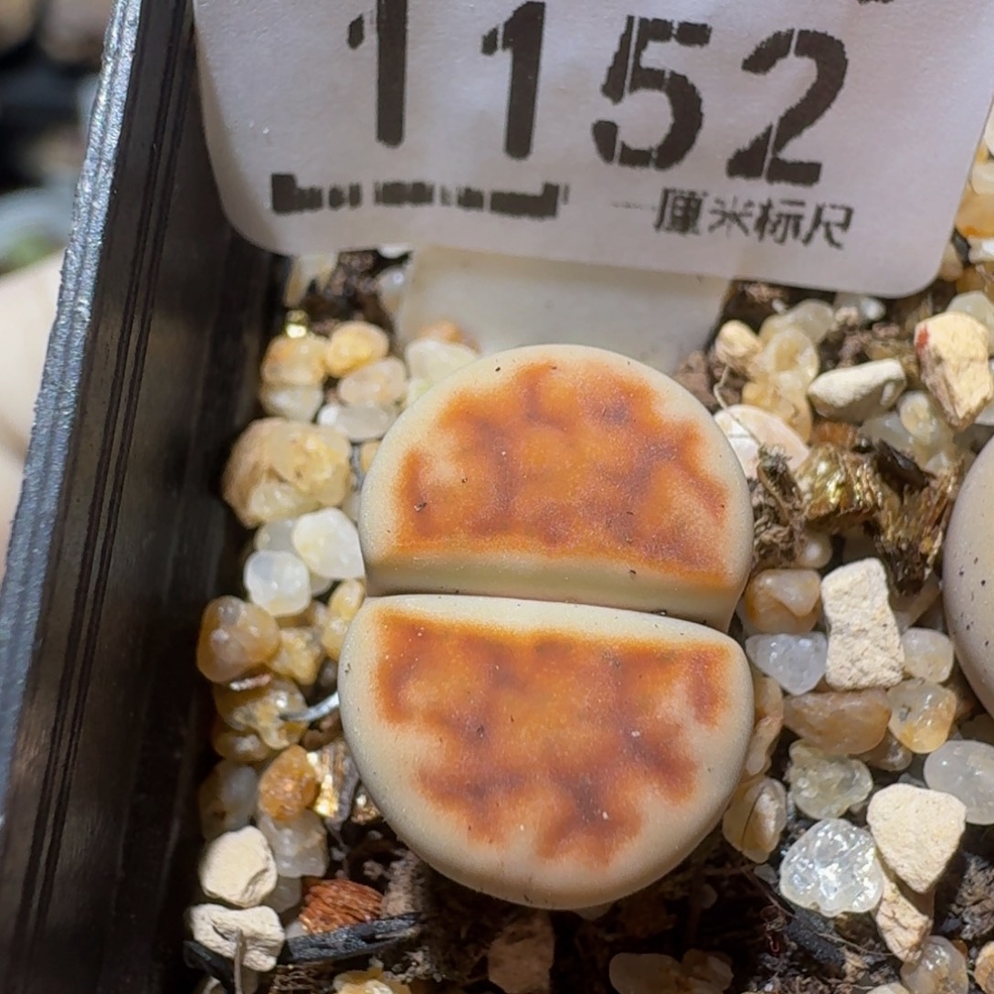 ZzzZ生石花肉锥1152