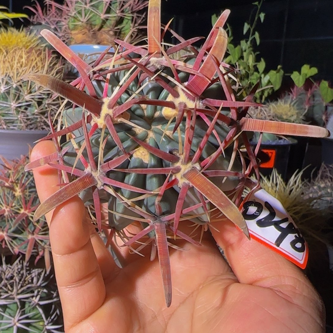 南***@0248宽刺丸叶日出大福利