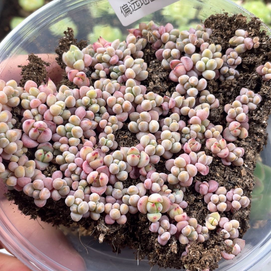 樱花奶一物一拍093