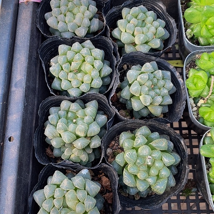 姬玉露带盆土发货