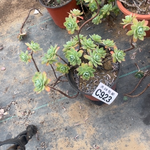 923不化妆不包断枝