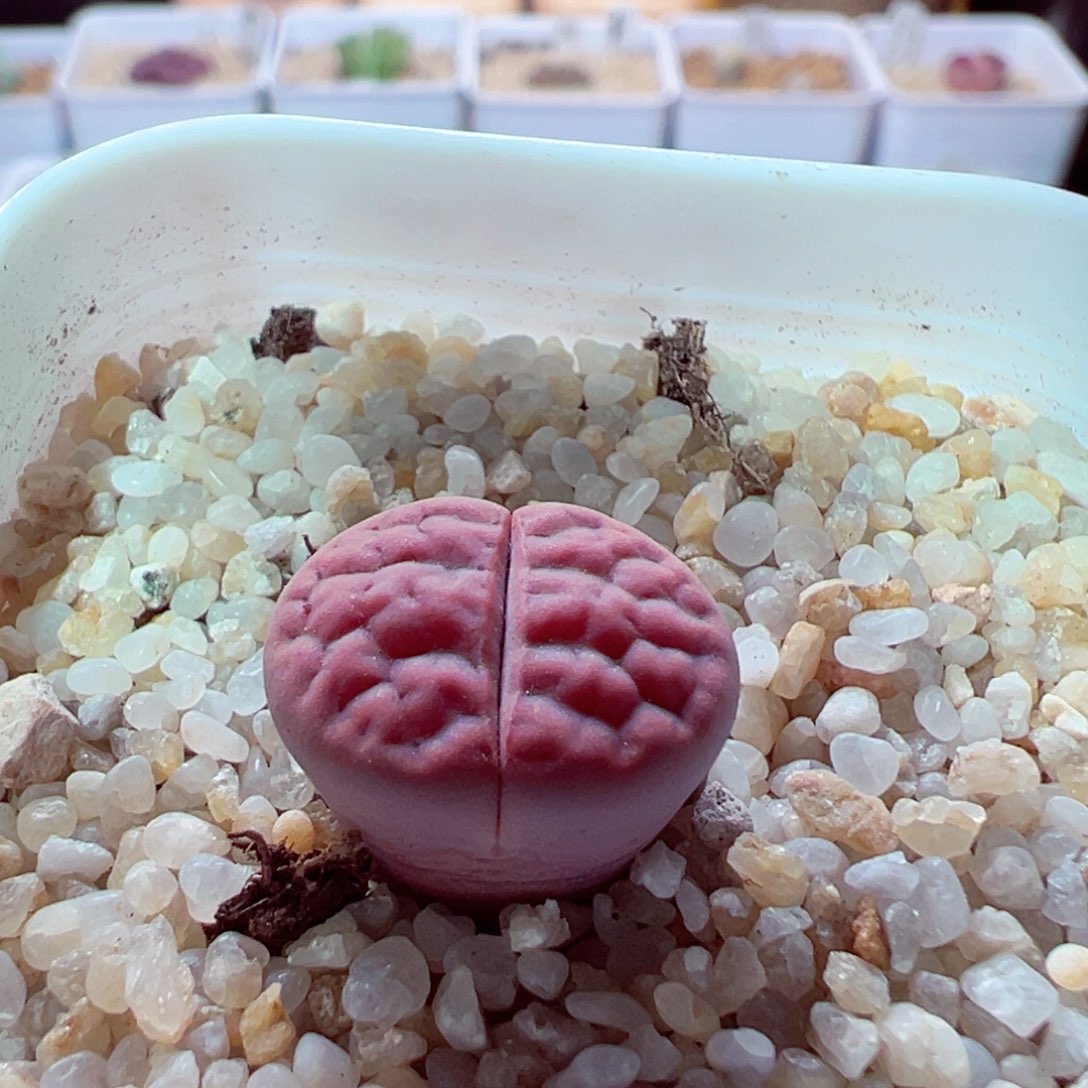 810-204多肉多肉多肉多肉