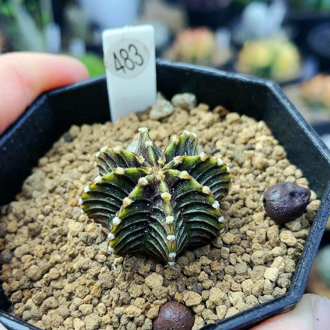 vos1241 非偏远地区25包邮仙人球