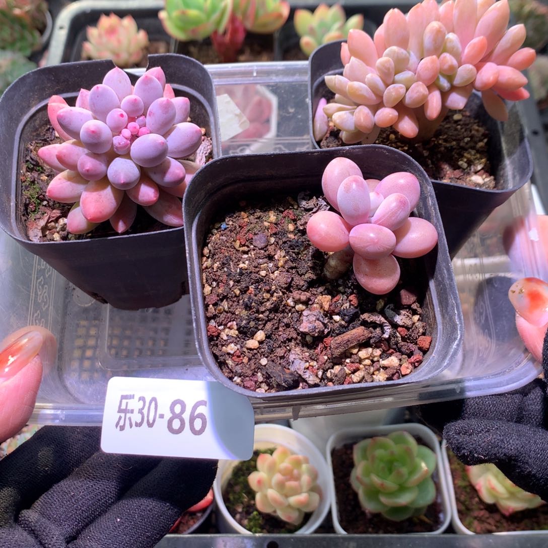 乐然30-86 框拍3颗 