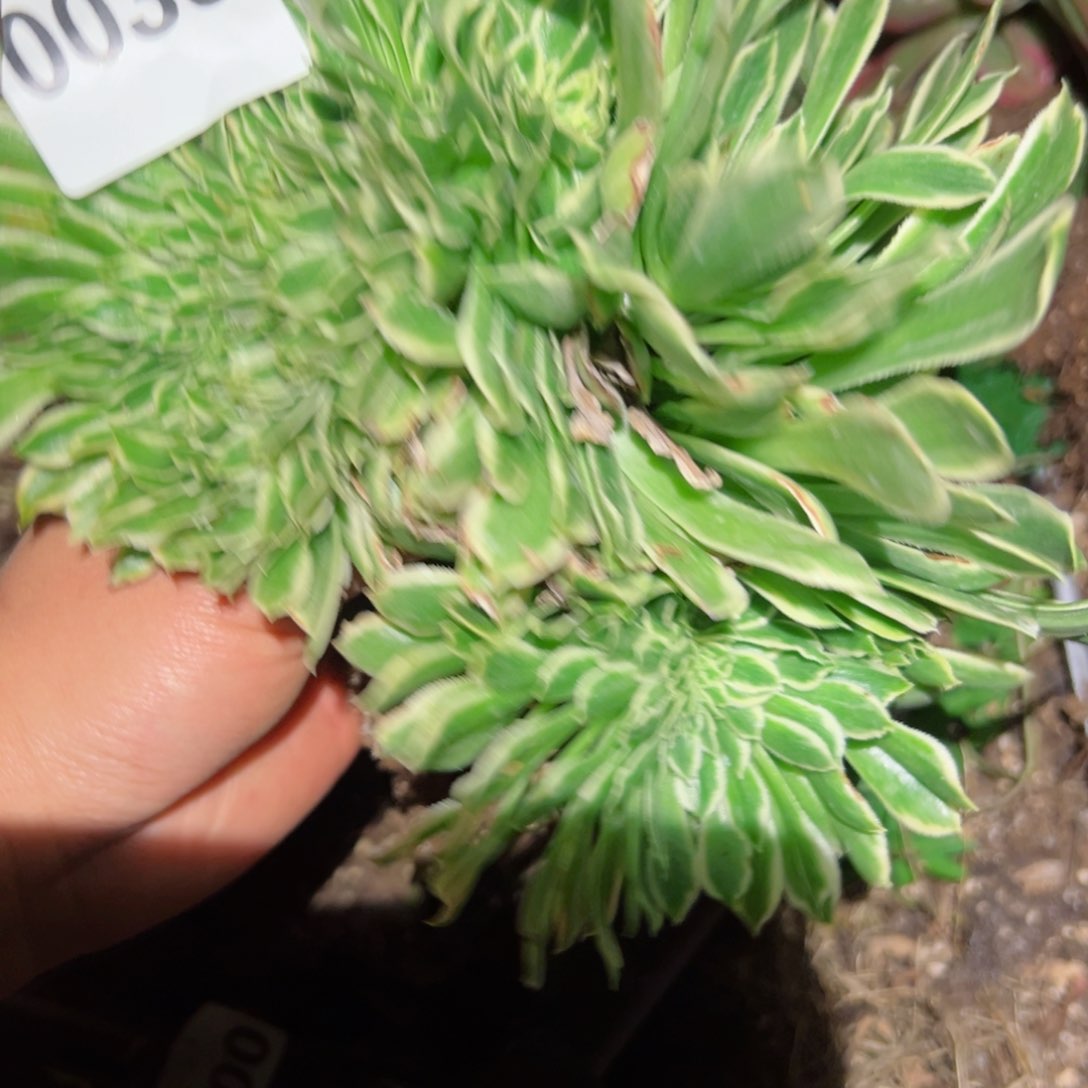 35 号多肉植物法师新年福利