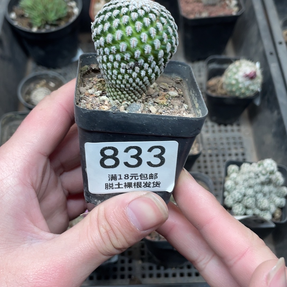 833白蝎子（满18包邮）