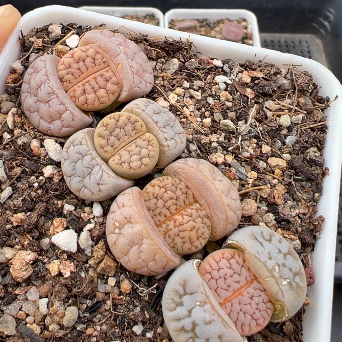 1.19好看的多肉771