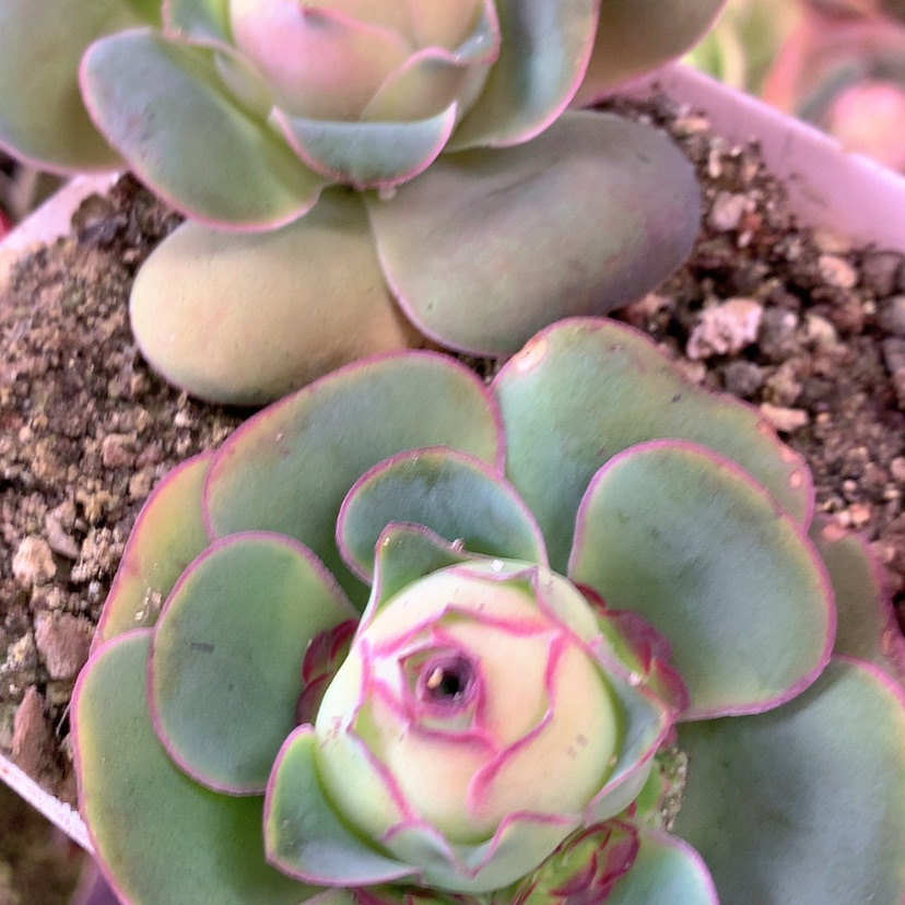 【闪购商品】yjj265大型特级帕