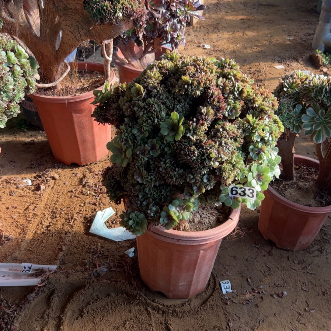 万朵有大砍633板不厚
