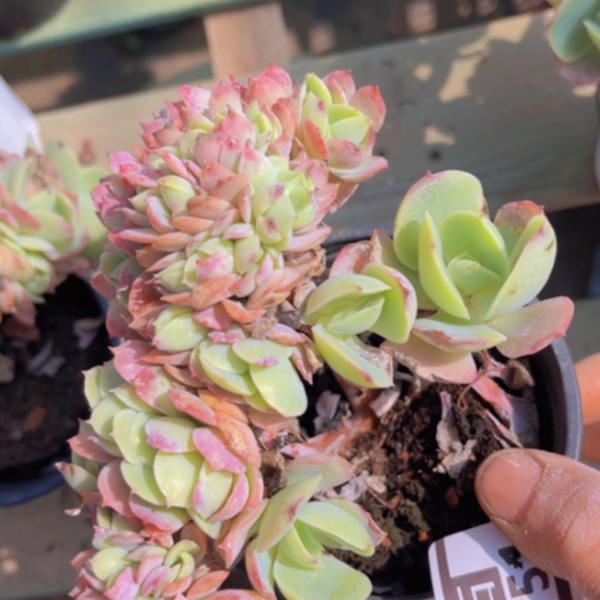 【闪购商品】碧桃20151