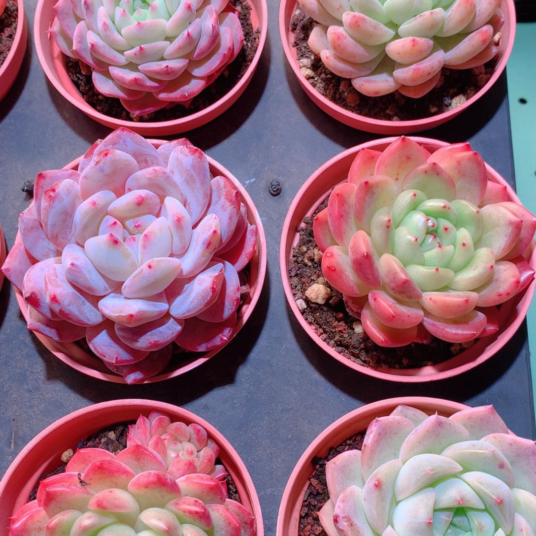 2-量拍品质保证多肉带盆9颗全单头