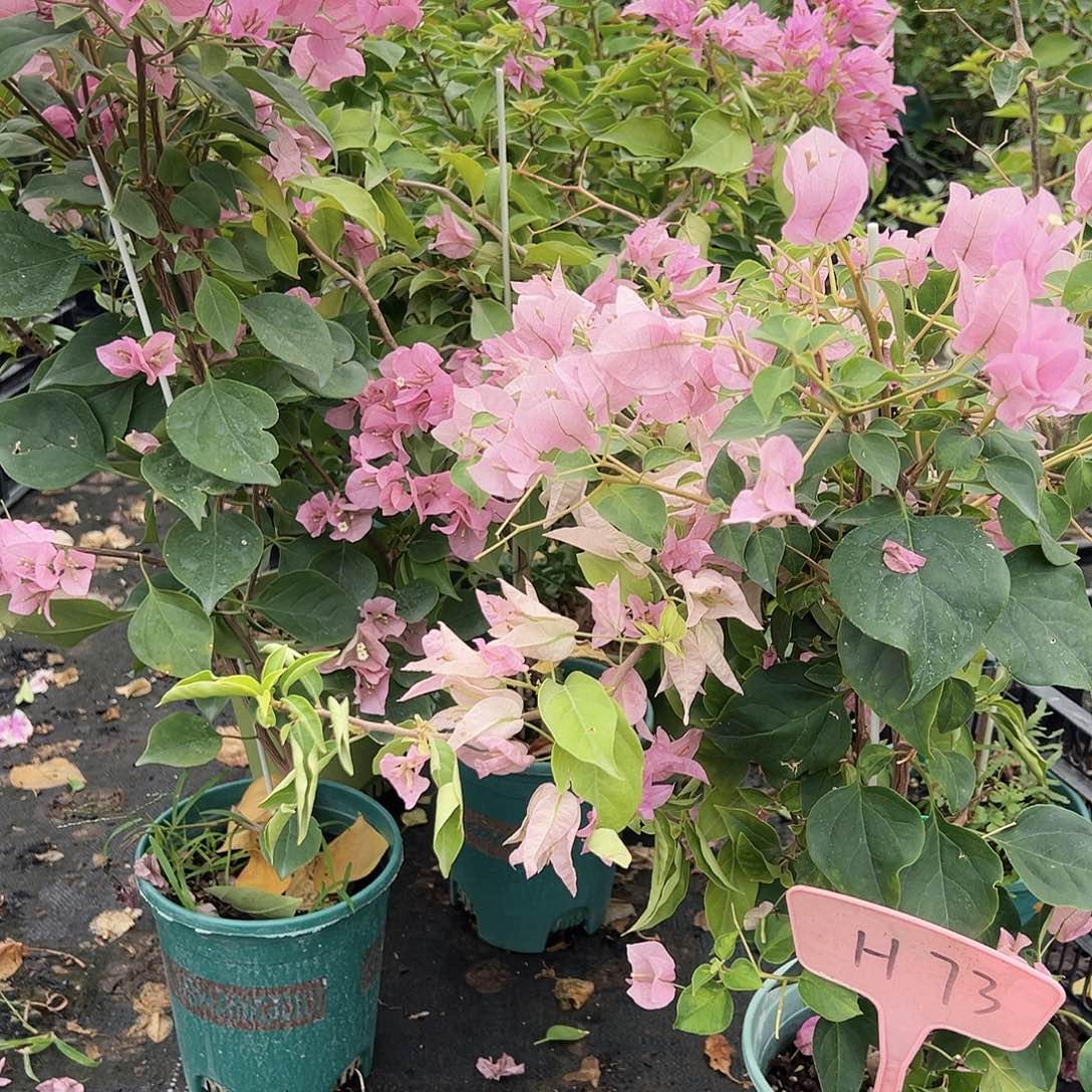 大部分花苞少量开放H73杂七杂八带竹一棵