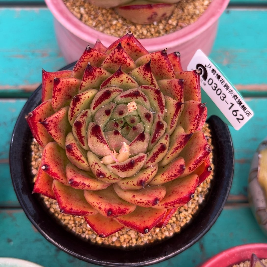 多肉一物一拍0303-162