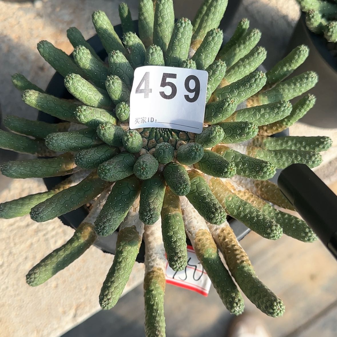 【闪购商品】爱*海块根植物布纹球